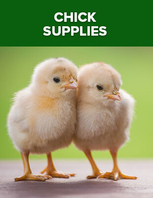 Chick Supplies